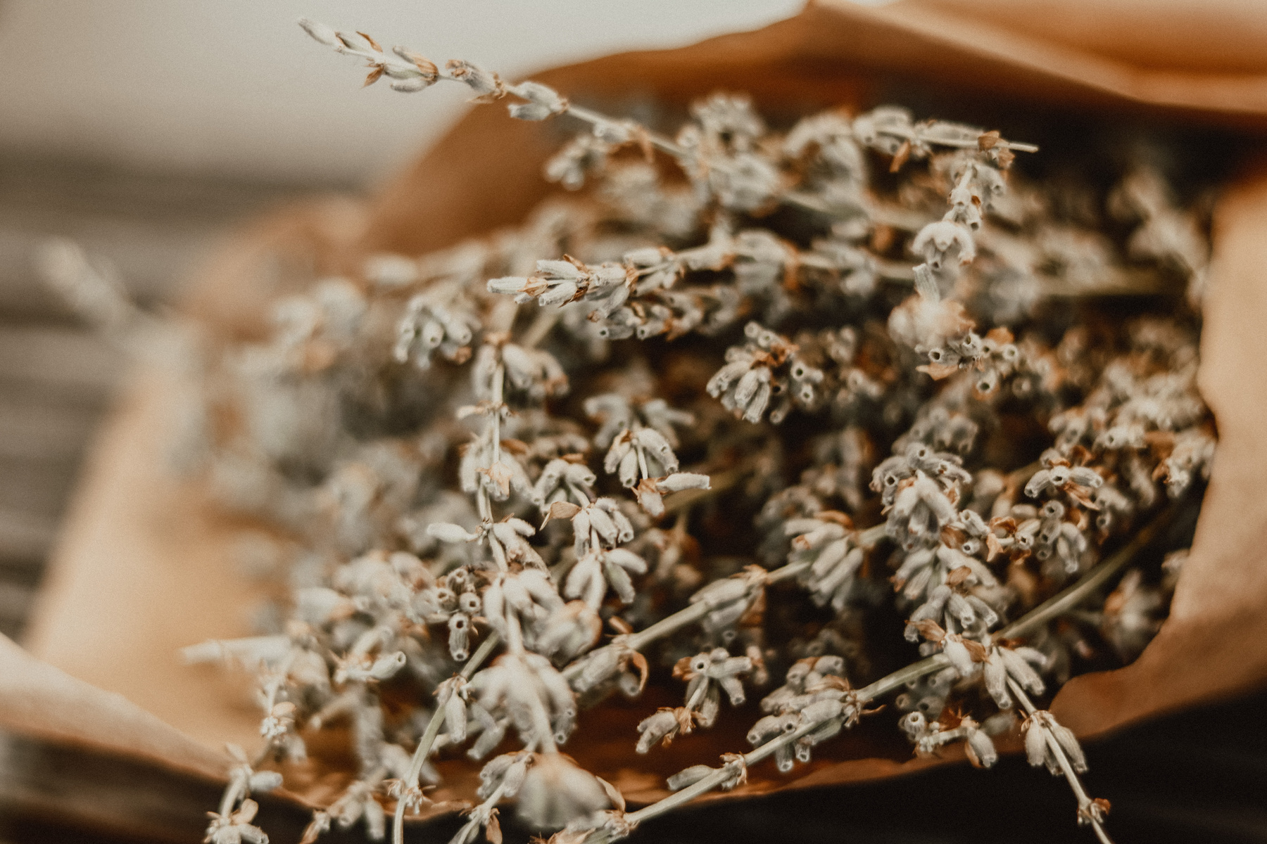 Still Life with Dried Herb